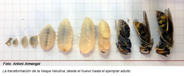 avispa asiática