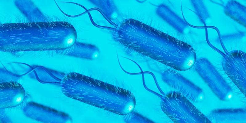 listeria monocytogenes