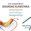 campylobacter