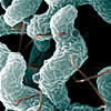 campylobacter