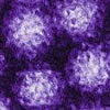 norovirus