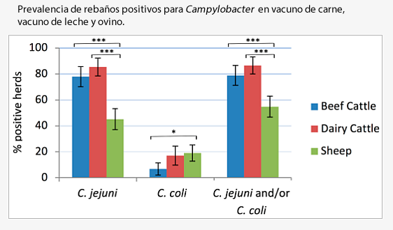 Los rumiantes y las infecciones humanas por Campylobacter