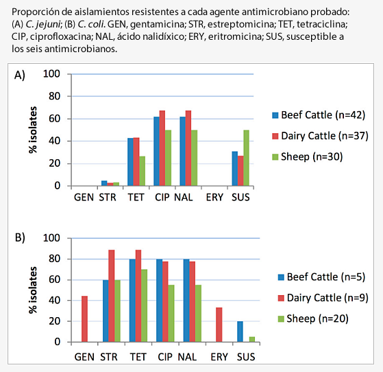 Los rumiantes y las infecciones humanas por Campylobacter