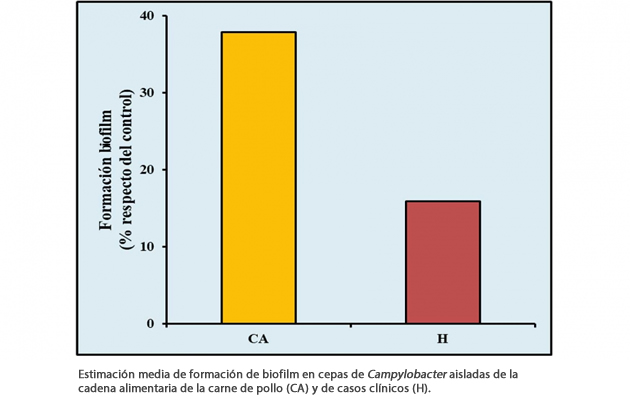 campylobacter