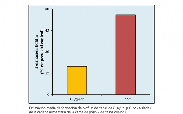 campylobacter