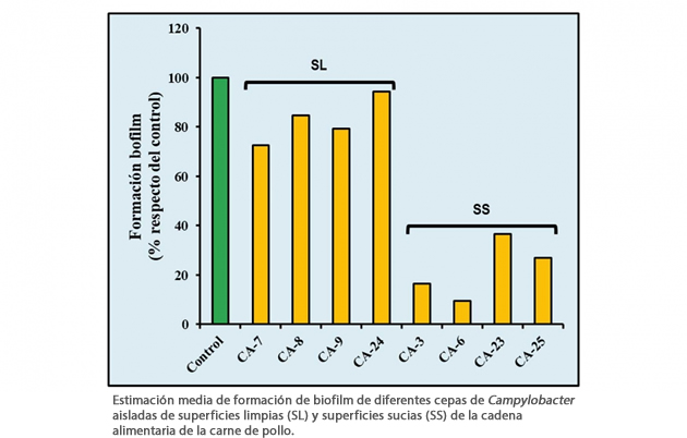 campylobacter