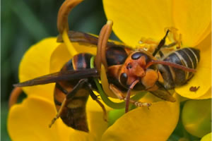 abejas