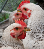 control-aves-corral