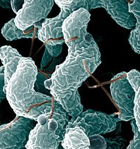 campylobacter