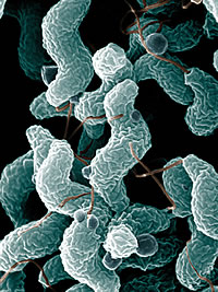 campylobacter