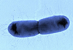 e.coli