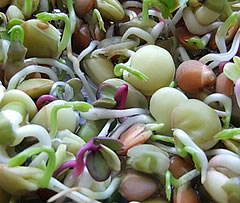 germinados