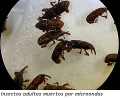 insectos en microondas