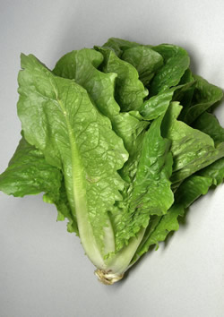 lechuga