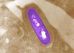 listeria