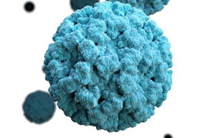 norovirus