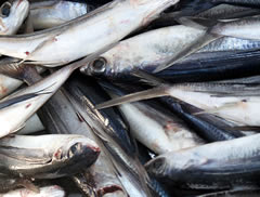 pescado