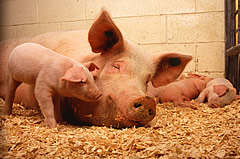 pig
