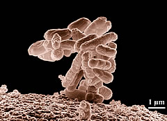 e.coli