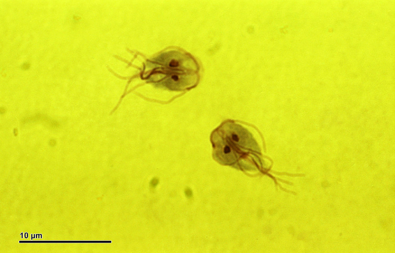 giardia y cryptosporidium