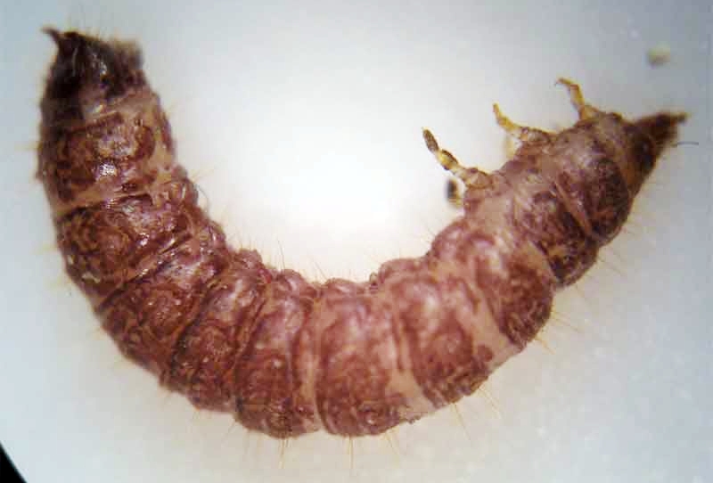 escarabajo del jamon