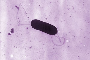 listeria