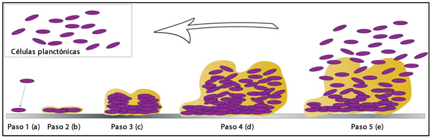 listeria