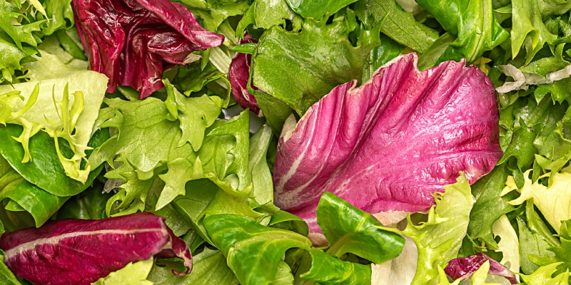toxoplasma gondii en ensaladas listas para el consumo