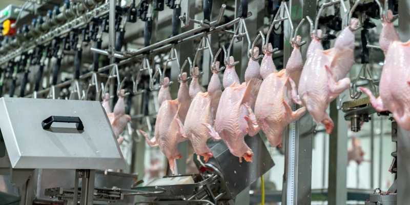 campylobacter