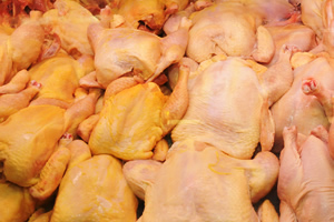 campylobacter