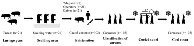 campylobacter