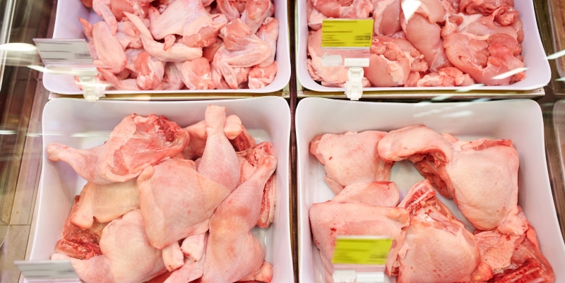 campylobacter