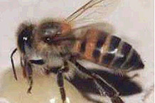 Abeja africana