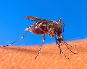 Aedes