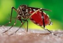 Aedes Aegypti