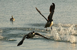 Agua y pajaros