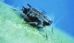amblyseius swirskii