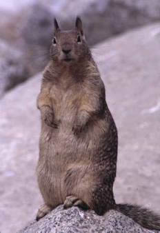 Castor