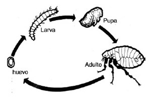 Ciclo de vida de la pulga