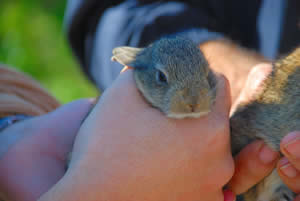 Conejo capturado