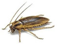 Cucaracha