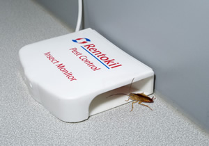 Insect monitor