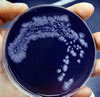 Placa legionella