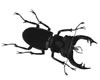 Lucanus cervus