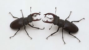 Lucanus cervus