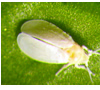 Mosca blanca