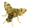 Mosca de la fruta