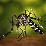 Mosquito tigre