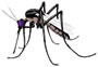 Mosquito