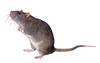 Rata